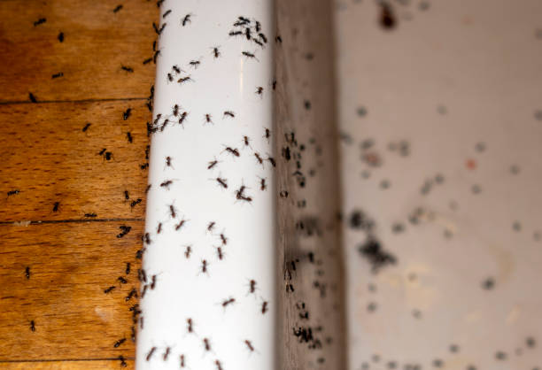 Best Flea Control Services  in Woodbine, GA