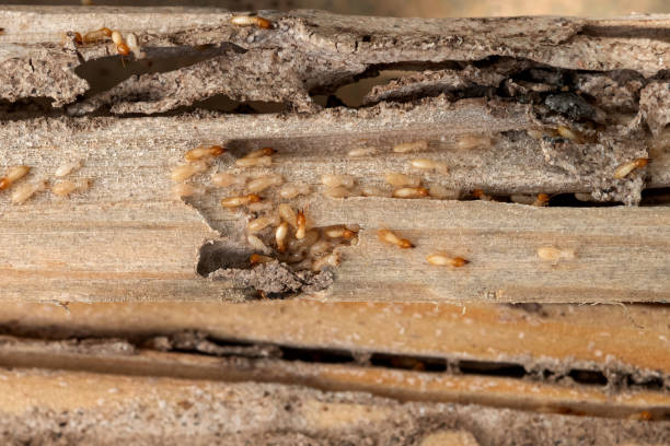 Best Residential Pest Control  in Woodbine, GA