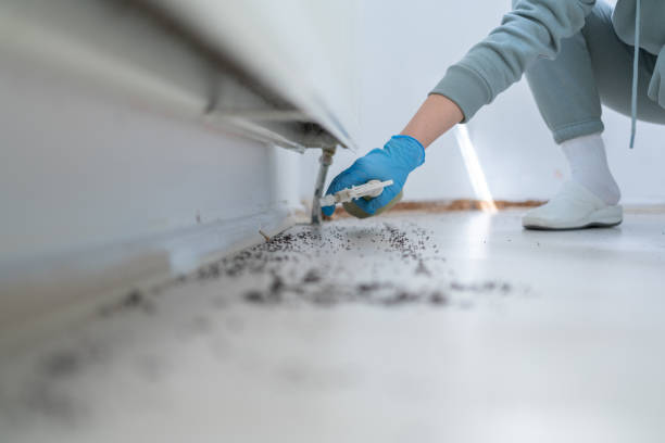 Best Rat Extermination Near Me  in Woodbine, GA